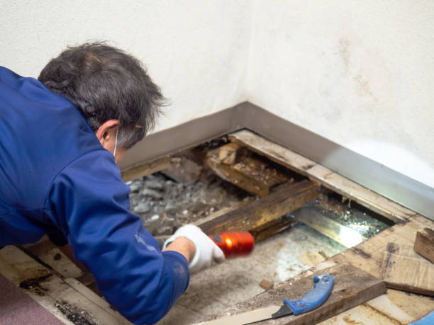 Best Mold Removal Process  in USA